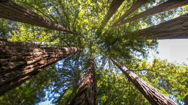 Reliable Smithsburg, MD Tree Removal Solutions