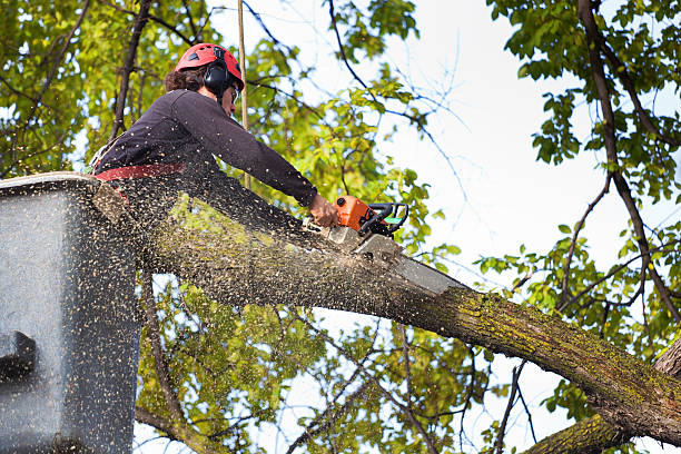 Best Arborist Consultation Services  in Smithsburg, MD